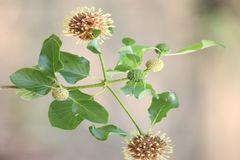 Mitragyna parvifolia